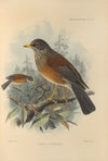 Turdus Flavirostris (1899-1902)