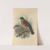Turdus Flavirostris (1899-1902) by Henry Seebohm