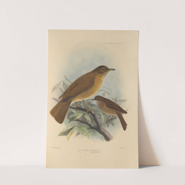 Turdus Fumigatus, Turdus Hauxwelli (1899-1902) by Henry Seebohm