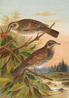 Turdus fuscatus