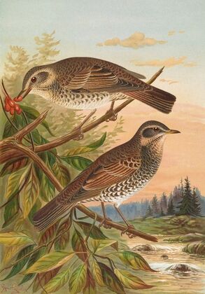 Turdus fuscatus