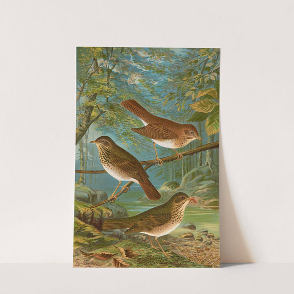 Turdus fuscescens, Turdus Pallassii, Turdus Swainsonii by Johann Friedrich Naumann