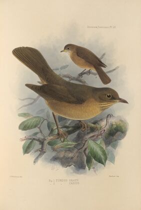 Turdus Grayii, Turdus Casius (1899-1902)