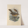 Turdus Grayii, Turdus Casius (1899-1902) by Henry Seebohm