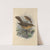 Turdus Grayii, Turdus Casius (1899-1902) by Henry Seebohm