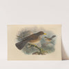 Turdus Graysoni (1899-1902) by Henry Seebohm