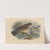Turdus Graysoni (1899-1902) by Henry Seebohm