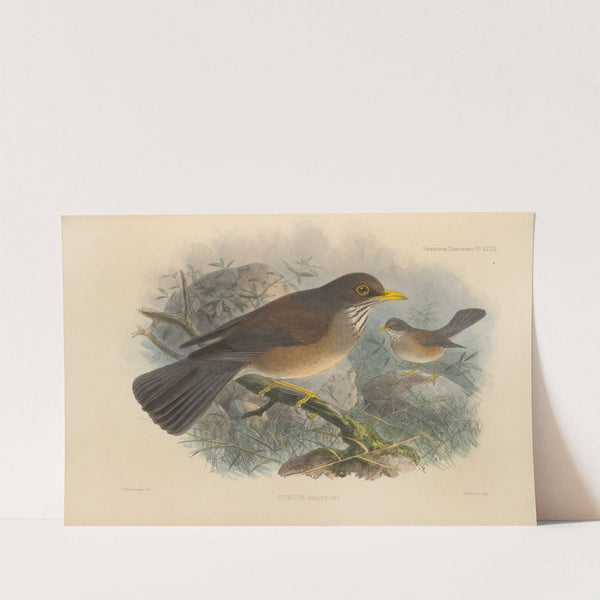 Turdus Graysoni (1899-1902) by Henry Seebohm