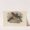 Turdus Herminieri, Turdus Sanctae-Luciae (1899-1902) by Henry Seebohm