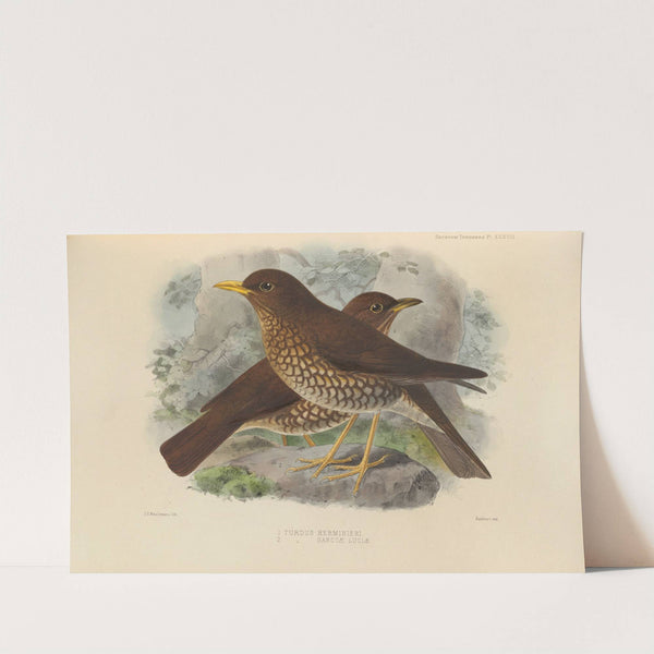 Turdus Herminieri, Turdus Sanctae-Luciae (1899-1902) by Henry Seebohm
