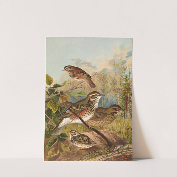 Turdus iliacus by Johann Friedrich Naumann