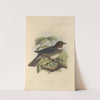 Turdus Jamaicensis (1899-1902) by Henry Seebohm