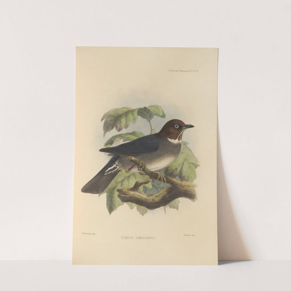 Turdus Jamaicensis (1899-1902) by Henry Seebohm