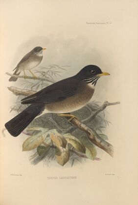 Turdus Leucauchen (1899-1902)