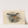 Turdus Libonyanus (1899-1902) by Henry Seebohm