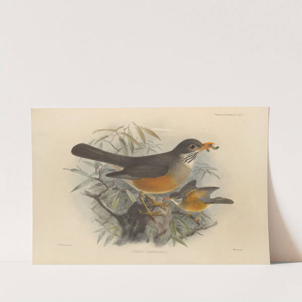 Turdus Libonyanus (1899-1902) by Henry Seebohm