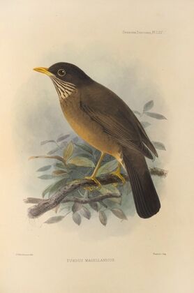 Turdus Magellanicus (1899-1902)