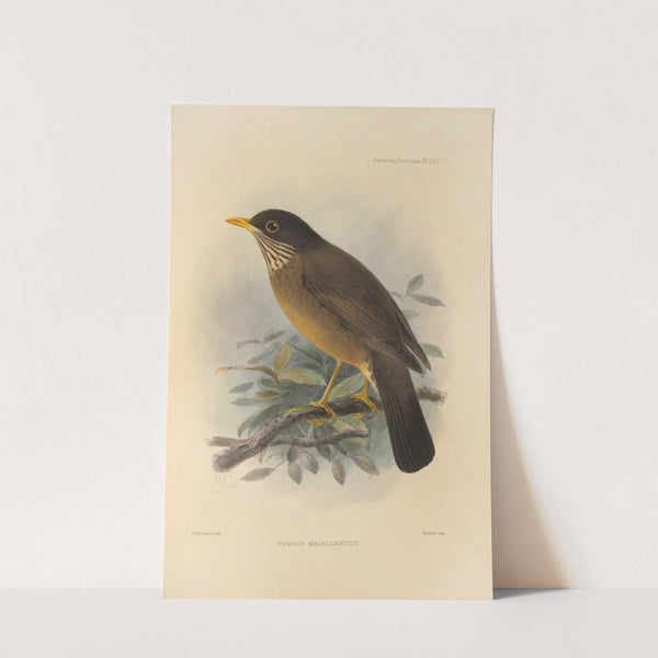 Turdus Magellanicus (1899-1902) by Henry Seebohm