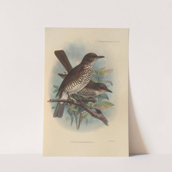 Turdus Maranonicus (1899-1902) by Henry Seebohm
