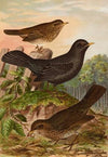 Turdus merula