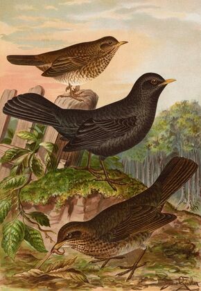 Turdus merula