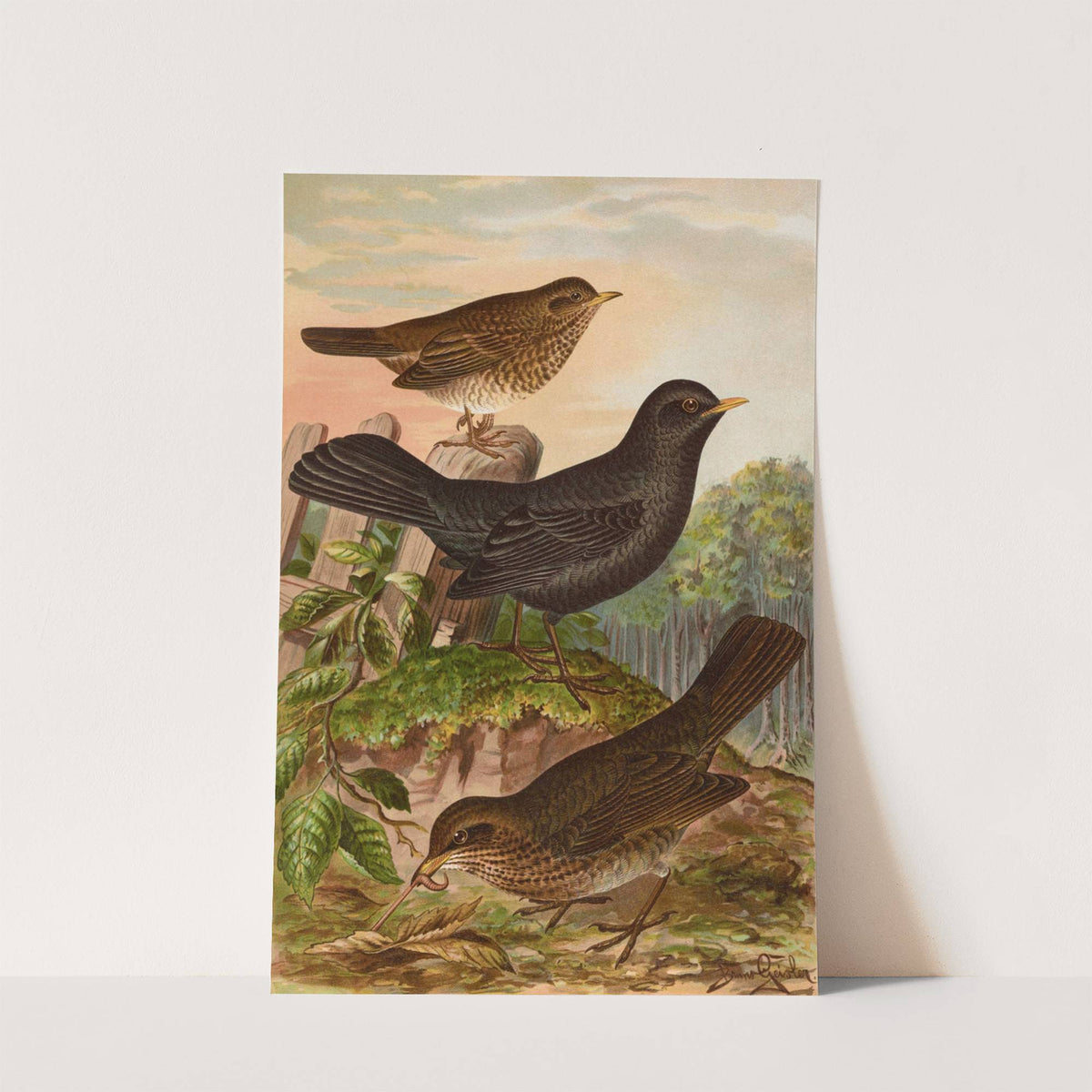 Turdus merula by Johann Friedrich Naumann