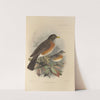 Turdus Migratorius. (1899-1902) by Henry Seebohm