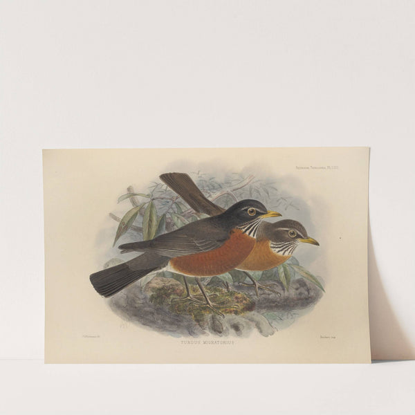 Turdus Migratorius (1899-1902) by Henry Seebohm