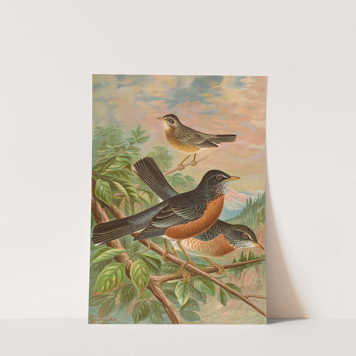 Turdus migratorius by Johann Friedrich Naumann