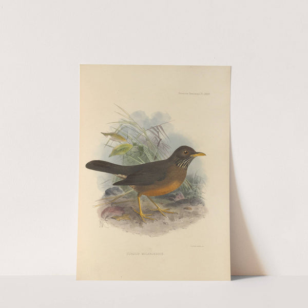 Turdus Milanjensis (1899-1902) by Henry Seebohm