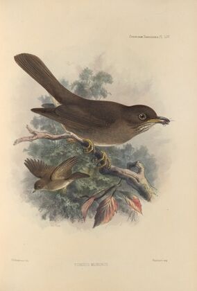 Turdus Murinus (1899-1902)