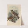 Turdus Musicus (1899-1902) by Henry Seebohm
