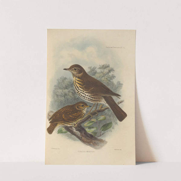 Turdus Musicus (1899-1902) by Henry Seebohm