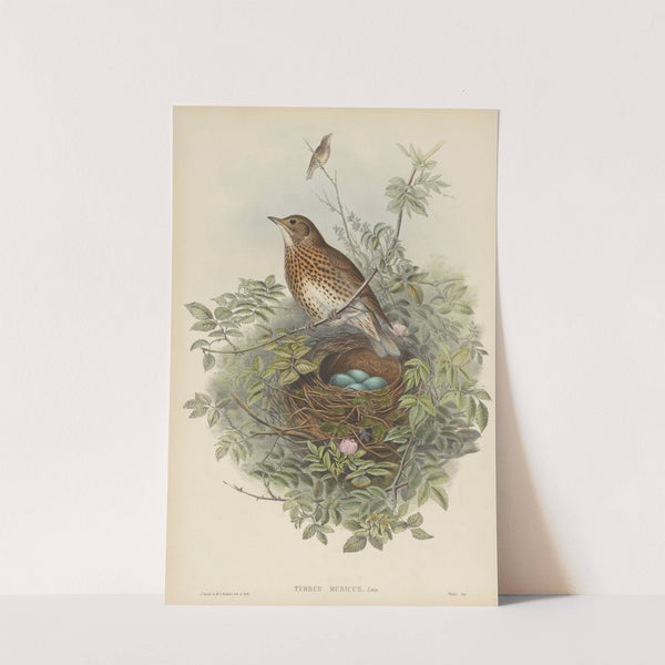 Turdus musicus. Thrush. (1862-1873) by John Gould