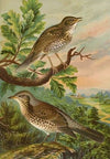 Turdus musicus, Turdus pilaris