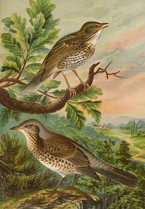 Turdus musicus, Turdus pilaris