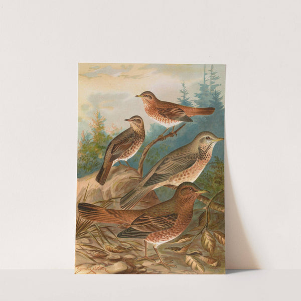 Turdus Naumanni by Johann Friedrich Naumann