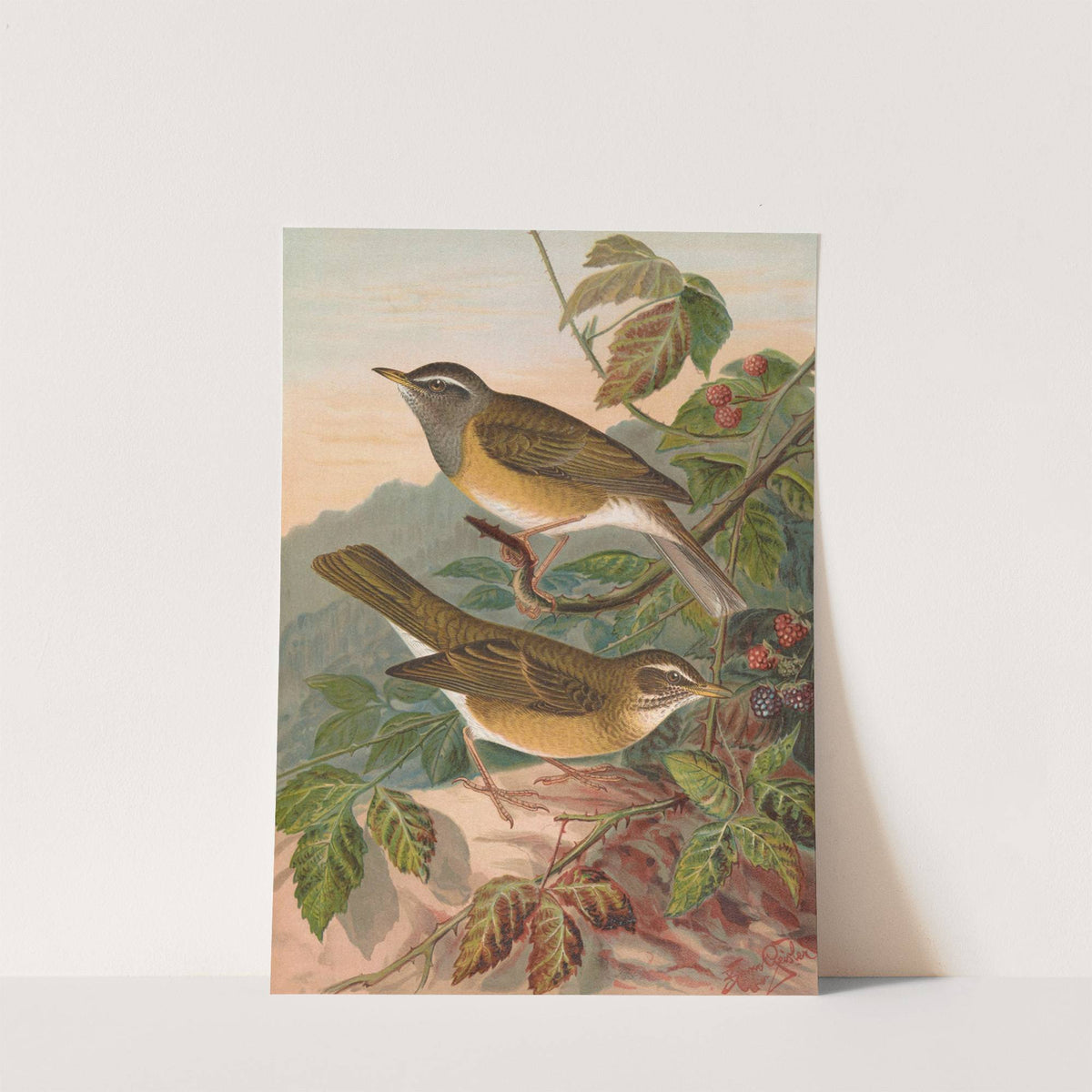 Turdus obscurus by Johann Friedrich Naumann