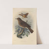 Turdus Obsoletus (1899-1902) by Henry Seebohm