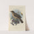 Turdus Olivaceofuscus (1899-1902) by Henry Seebohm