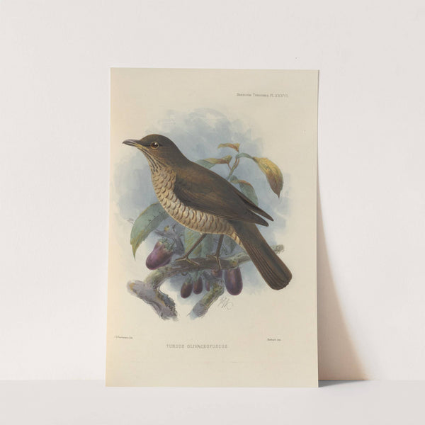 Turdus Olivaceofuscus (1899-1902) by Henry Seebohm