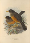 Turdus Olivaceus, Abyssinicus (1899-1902)
