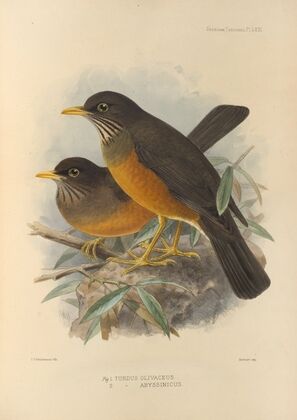 Turdus Olivaceus, Abyssinicus (1899-1902)