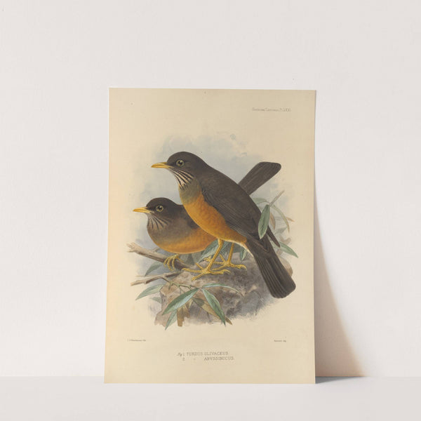 Turdus Olivaceus, Abyssinicus (1899-1902) by Henry Seebohm
