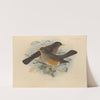 Turdus Pelios, Turdus Saturatus (1899-1902) by Henry Seebohm