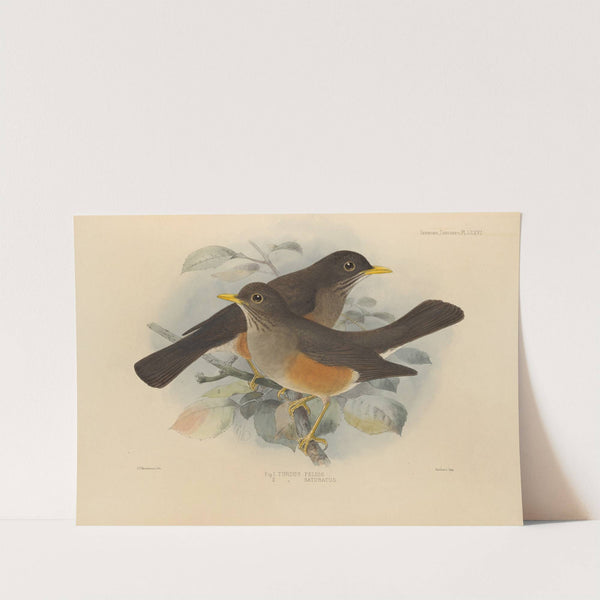 Turdus Pelios, Turdus Saturatus (1899-1902) by Henry Seebohm