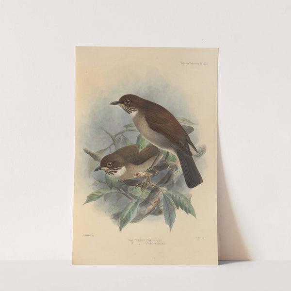 Turdus Phaeopygus, Turdus Phaeopygoides (1899-1902) by Henry Seebohm