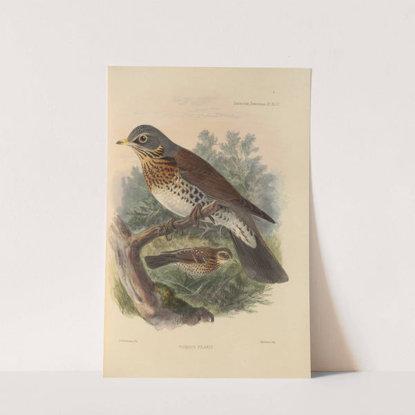 Turdus Pilaris (1899-1902) by Henry Seebohm