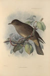 Turdus Plebeius (1899-1902)