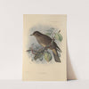 Turdus Plebeius (1899-1902) by Henry Seebohm